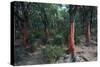 Cork Oak Trees-CM Dixon-Stretched Canvas