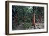 Cork Oak Trees-CM Dixon-Framed Photographic Print