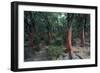 Cork Oak Trees-CM Dixon-Framed Photographic Print