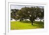 Cork trees in grassy field outside Evora, Portugal-Mark A Johnson-Framed Photographic Print