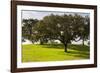 Cork trees in grassy field outside Evora, Portugal-Mark A Johnson-Framed Photographic Print