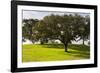 Cork trees in grassy field outside Evora, Portugal-Mark A Johnson-Framed Photographic Print