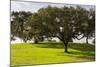 Cork trees in grassy field outside Evora, Portugal-Mark A Johnson-Mounted Photographic Print