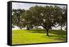 Cork trees in grassy field outside Evora, Portugal-Mark A Johnson-Framed Stretched Canvas