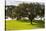 Cork trees in grassy field outside Evora, Portugal-Mark A Johnson-Stretched Canvas