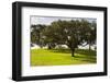 Cork trees in grassy field outside Evora, Portugal-Mark A Johnson-Framed Photographic Print