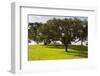 Cork trees in grassy field outside Evora, Portugal-Mark A Johnson-Framed Photographic Print