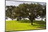 Cork trees in grassy field outside Evora, Portugal-Mark A Johnson-Mounted Photographic Print