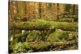 Corkova Uvala, Forest with Silver Fir, Spruce and European Beeches in Autumn, Plitvice Np, Croatia-Biancarelli-Stretched Canvas