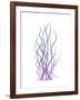 Corkscrew Rush Purple-Albert Koetsier-Framed Premium Giclee Print