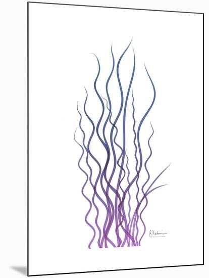 Corkscrew Rush Purple-Albert Koetsier-Mounted Premium Giclee Print