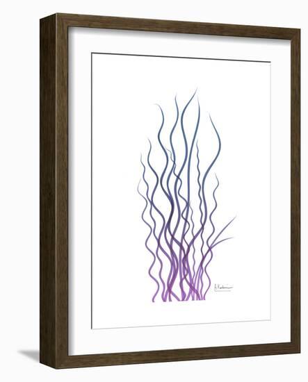 Corkscrew Rush Purple-Albert Koetsier-Framed Premium Giclee Print