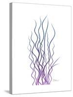 Corkscrew Rush Purple-Albert Koetsier-Stretched Canvas