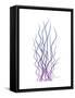 Corkscrew Rush Purple-Albert Koetsier-Framed Stretched Canvas