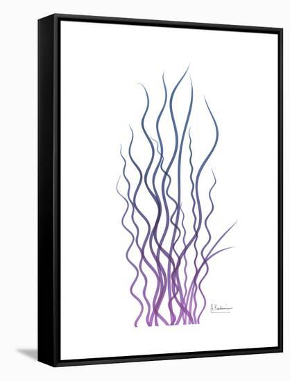 Corkscrew Rush Purple-Albert Koetsier-Framed Stretched Canvas
