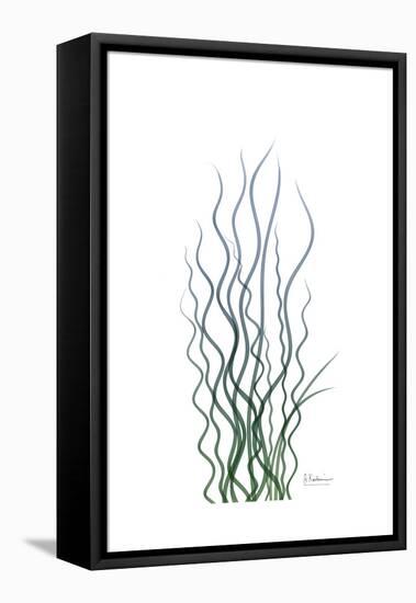 Corkscrew Rush-Albert Koetsier-Framed Stretched Canvas