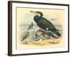 Cormorant and Sandpipers-null-Framed Art Print