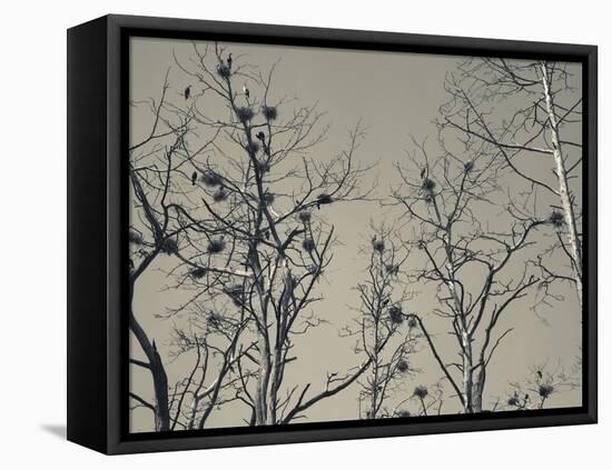 Cormorant Bird Colony on a Tree, Nida, Curonian Spit, Lithuania-null-Framed Stretched Canvas