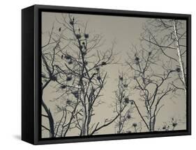 Cormorant Bird Colony on a Tree, Nida, Curonian Spit, Lithuania-null-Framed Stretched Canvas