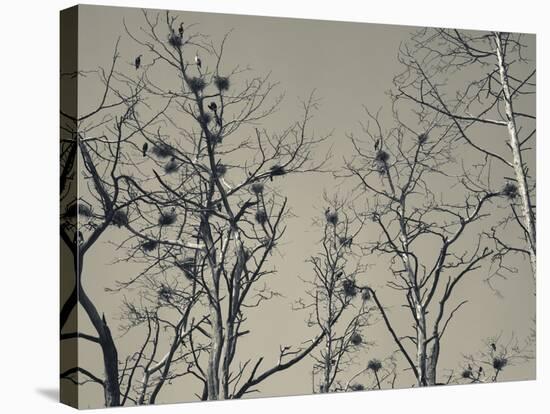 Cormorant Bird Colony on a Tree, Nida, Curonian Spit, Lithuania-null-Stretched Canvas