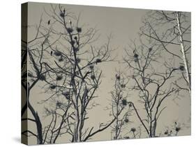 Cormorant Bird Colony on a Tree, Nida, Curonian Spit, Lithuania-null-Stretched Canvas