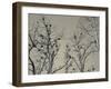 Cormorant Bird Colony on a Tree, Nida, Curonian Spit, Lithuania-null-Framed Photographic Print