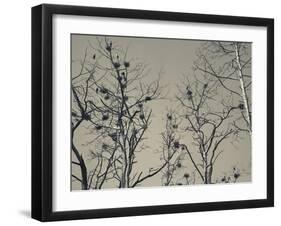 Cormorant Bird Colony on a Tree, Nida, Curonian Spit, Lithuania-null-Framed Photographic Print