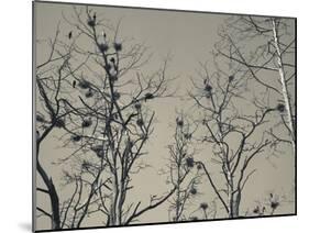 Cormorant Bird Colony on a Tree, Nida, Curonian Spit, Lithuania-null-Mounted Photographic Print