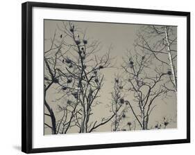 Cormorant Bird Colony on a Tree, Nida, Curonian Spit, Lithuania-null-Framed Photographic Print