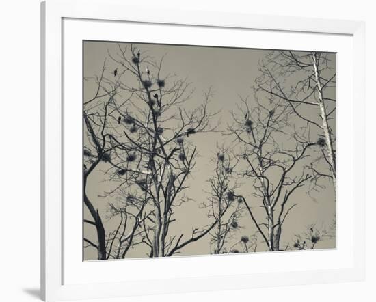 Cormorant Bird Colony on a Tree, Nida, Curonian Spit, Lithuania-null-Framed Photographic Print