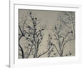 Cormorant Bird Colony on a Tree, Nida, Curonian Spit, Lithuania-null-Framed Photographic Print