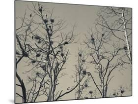 Cormorant Bird Colony on a Tree, Nida, Curonian Spit, Lithuania-null-Mounted Photographic Print
