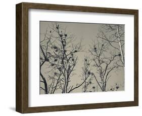 Cormorant Bird Colony on a Tree, Nida, Curonian Spit, Lithuania-null-Framed Photographic Print