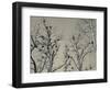 Cormorant Bird Colony on a Tree, Nida, Curonian Spit, Lithuania-null-Framed Photographic Print