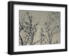 Cormorant Bird Colony on a Tree, Nida, Curonian Spit, Lithuania-null-Framed Photographic Print