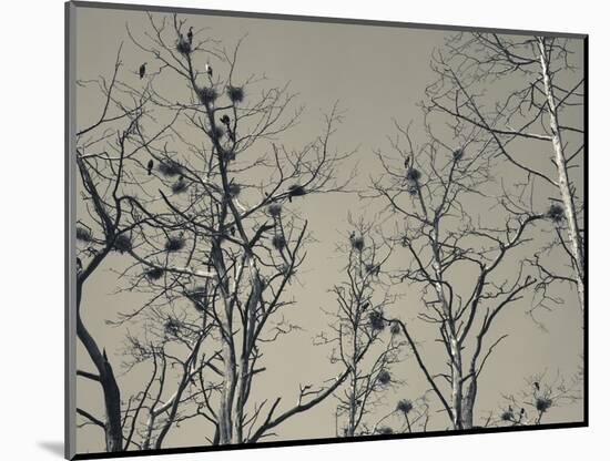 Cormorant Bird Colony on a Tree, Nida, Curonian Spit, Lithuania-null-Mounted Photographic Print