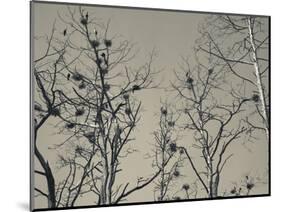 Cormorant Bird Colony on a Tree, Nida, Curonian Spit, Lithuania-null-Mounted Photographic Print