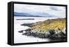 Cormorant Colony on an Island at Ushuaia in the Beagle Channel (Beagle Strait), Argentina-Matthew Williams-Ellis-Framed Stretched Canvas