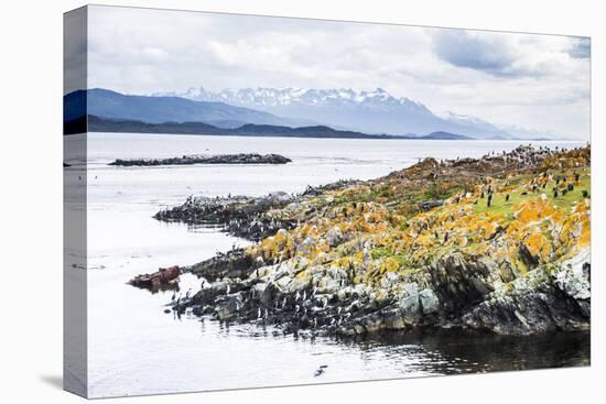 Cormorant Colony on an Island at Ushuaia in the Beagle Channel (Beagle Strait), Argentina-Matthew Williams-Ellis-Stretched Canvas