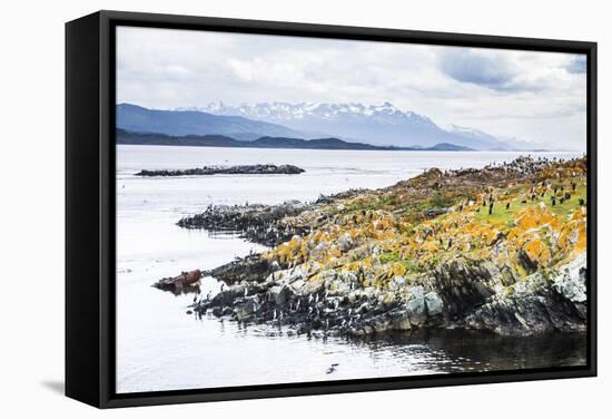 Cormorant Colony on an Island at Ushuaia in the Beagle Channel (Beagle Strait), Argentina-Matthew Williams-Ellis-Framed Stretched Canvas