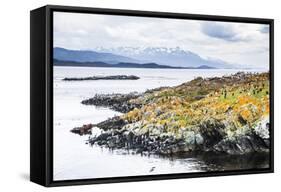 Cormorant Colony on an Island at Ushuaia in the Beagle Channel (Beagle Strait), Argentina-Matthew Williams-Ellis-Framed Stretched Canvas