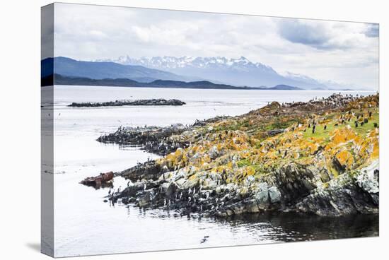 Cormorant Colony on an Island at Ushuaia in the Beagle Channel (Beagle Strait), Argentina-Matthew Williams-Ellis-Stretched Canvas