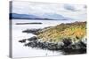 Cormorant Colony on an Island at Ushuaia in the Beagle Channel (Beagle Strait), Argentina-Matthew Williams-Ellis-Stretched Canvas