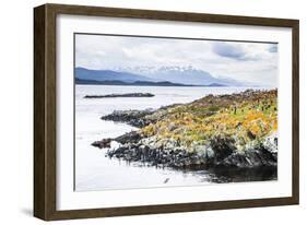 Cormorant Colony on an Island at Ushuaia in the Beagle Channel (Beagle Strait), Argentina-Matthew Williams-Ellis-Framed Photographic Print