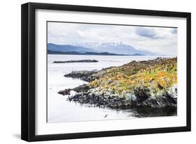 Cormorant Colony on an Island at Ushuaia in the Beagle Channel (Beagle Strait), Argentina-Matthew Williams-Ellis-Framed Photographic Print