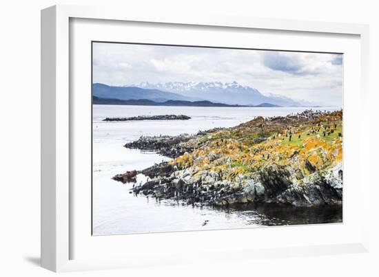 Cormorant Colony on an Island at Ushuaia in the Beagle Channel (Beagle Strait), Argentina-Matthew Williams-Ellis-Framed Photographic Print