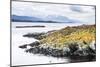 Cormorant Colony on an Island at Ushuaia in the Beagle Channel (Beagle Strait), Argentina-Matthew Williams-Ellis-Mounted Photographic Print