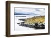 Cormorant Colony on an Island at Ushuaia in the Beagle Channel (Beagle Strait), Argentina-Matthew Williams-Ellis-Framed Photographic Print