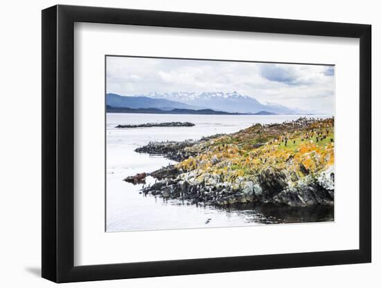 Cormorant Colony on an Island at Ushuaia in the Beagle Channel (Beagle Strait), Argentina-Matthew Williams-Ellis-Framed Photographic Print
