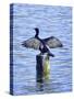 Cormorant Drying  His Wings-Dorothy Berry-Lound-Stretched Canvas